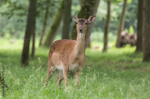 Fototapeta Naklejka Na Ścianę i Meble -  Damwild im Wald