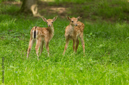 Fototapeta Naklejka Na Ścianę i Meble -  Kitze bei Spielen