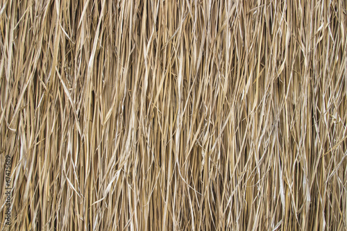 Wallpaper Mural rice straw background Torontodigital.ca