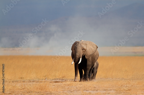 Canvas Print African elephant with calf, Amboseli National Park