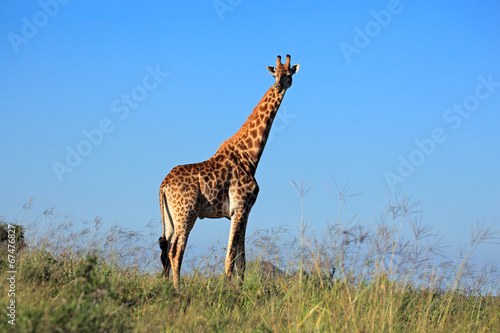 Giraffe bull against a blue sky