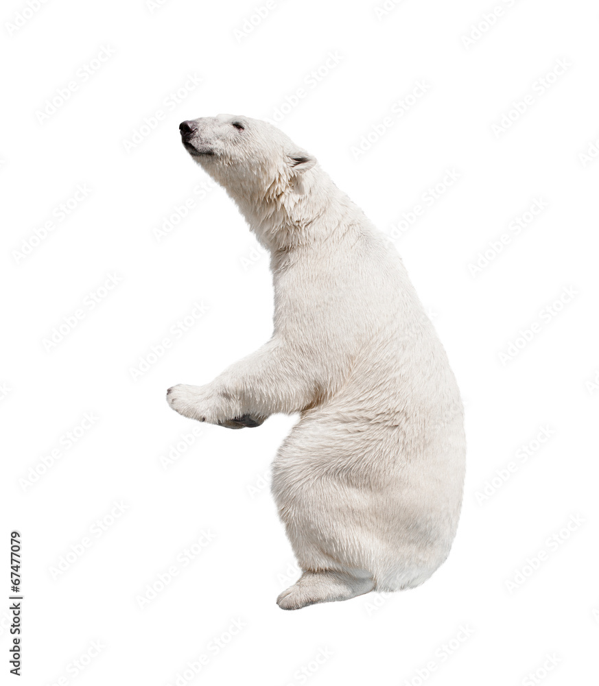 Naklejka premium White polar bear