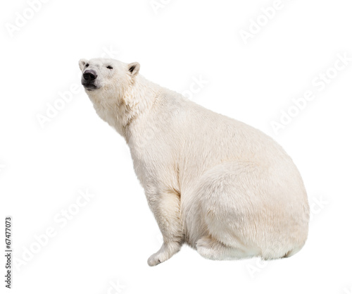 White polar bear.