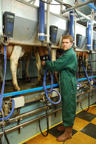 Farmer-breeder during milking