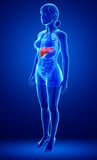 Female liver anatomy