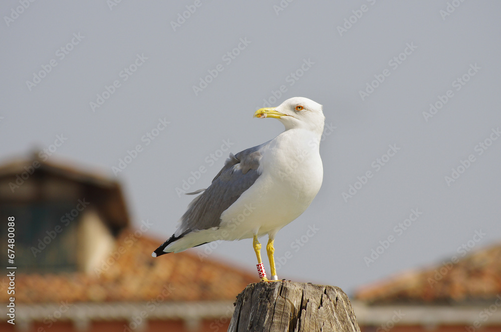 Obraz premium Seagull