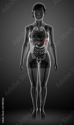 Fototapeta Naklejka Na Ścianę i Meble -  Female spleen anatomy