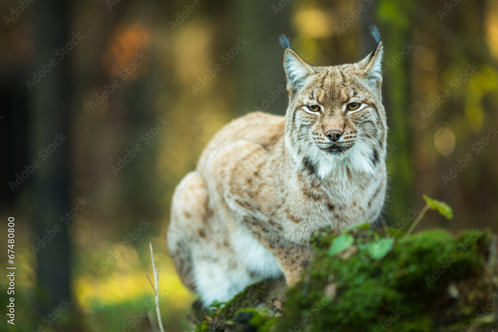 Naklejka premium Eurasian Lynx (Lynx lynx)