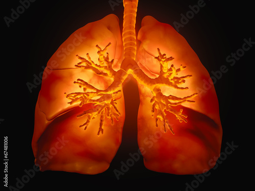 Lungs with visible bronchi © Mopic