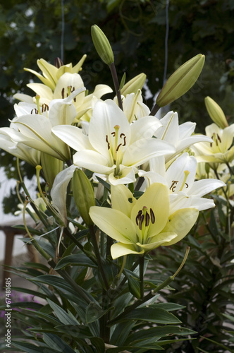 Fototapeta Naklejka Na Ścianę i Meble -  lilie; hybride; lilien; hybriden; Sommerblume;