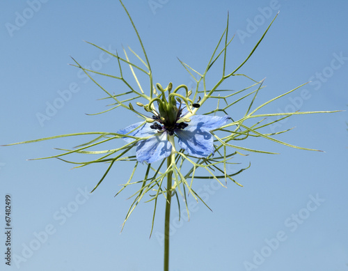 Schwarzkuemmel; Echter; Nigella; sativa; photo