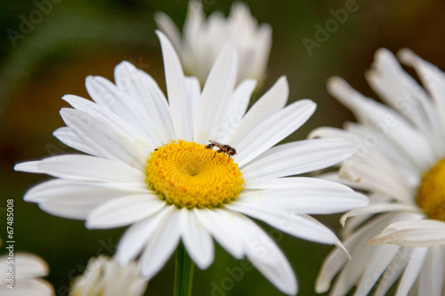 camomile