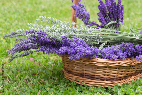Fototapeta Naklejka Na Ścianę i Meble -  Lavender