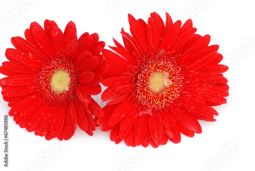 GERBERAS, DOS, PAREJA