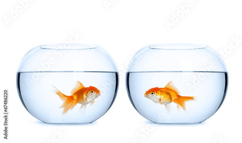 Small goldfish in aquariums, white background