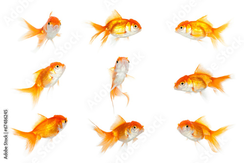 Group of similar goldfish, isolated on white