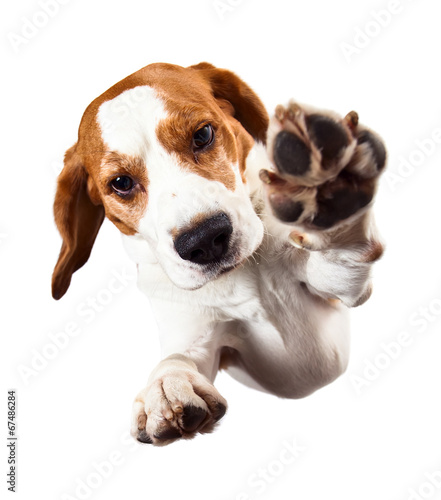 Tableau sur toile beagle  on white