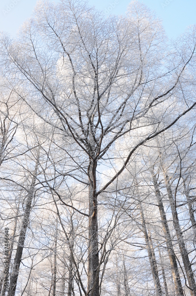 霧氷に輝く樹林