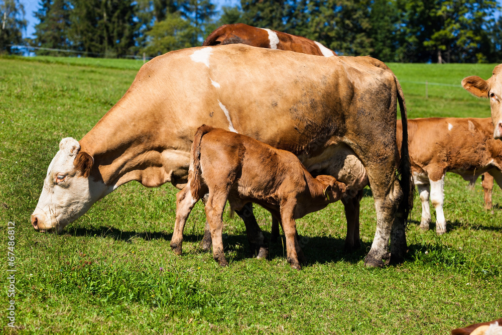 Milchkühe auf der Sommerweide Milchkühe auf der Sommerweide