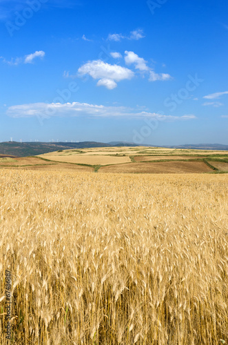 Sardegna, Suelli (Ca), distese di grano photo