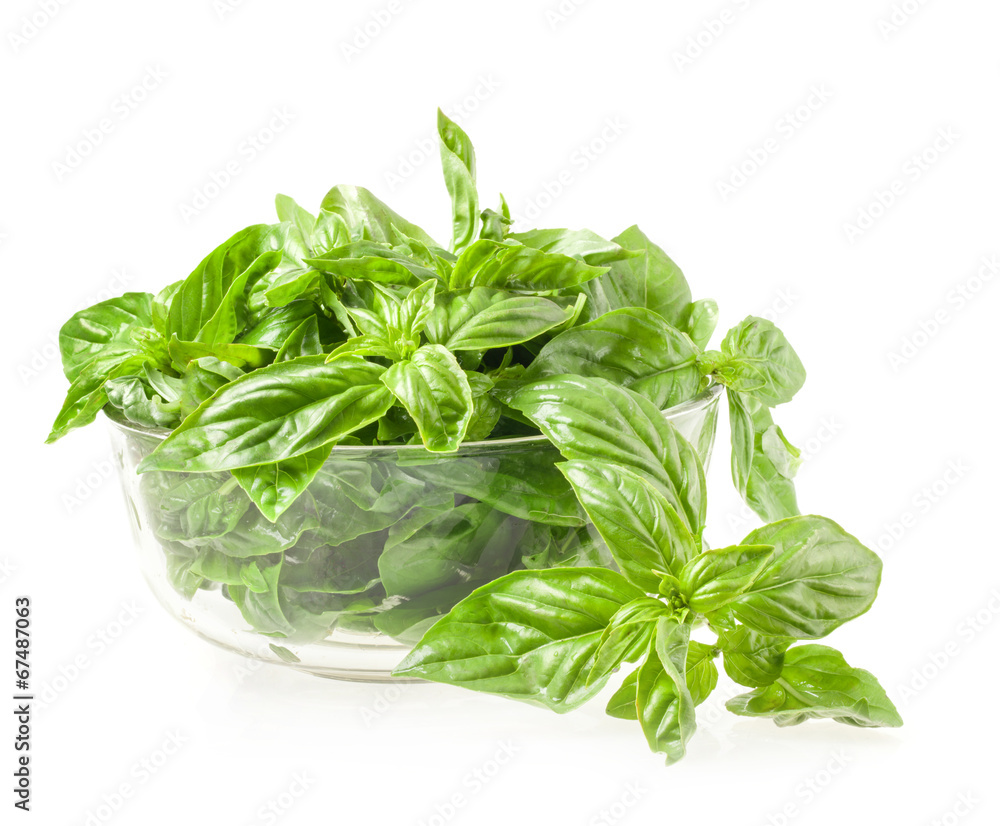 Fresh basil in bowl isolated on white Fresh basil in bowl isolated on white
