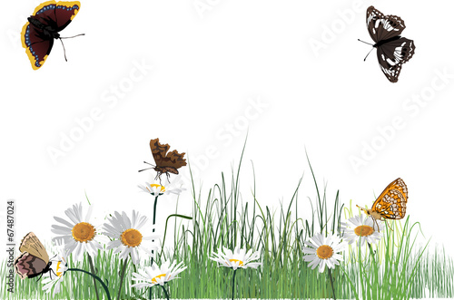 chamomile flowers and five dark butterflies