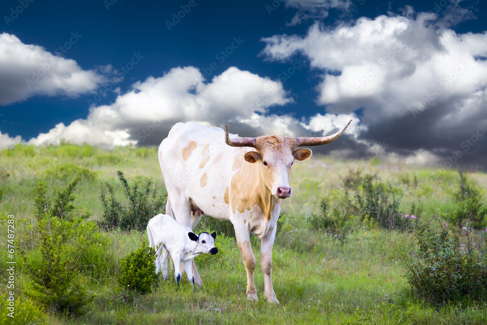 Longhorn Cow and Calf