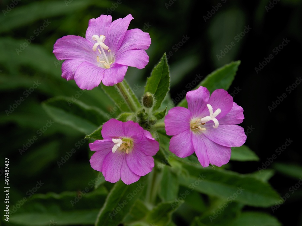 purple flowers of willow herb purple flowers of willow herb