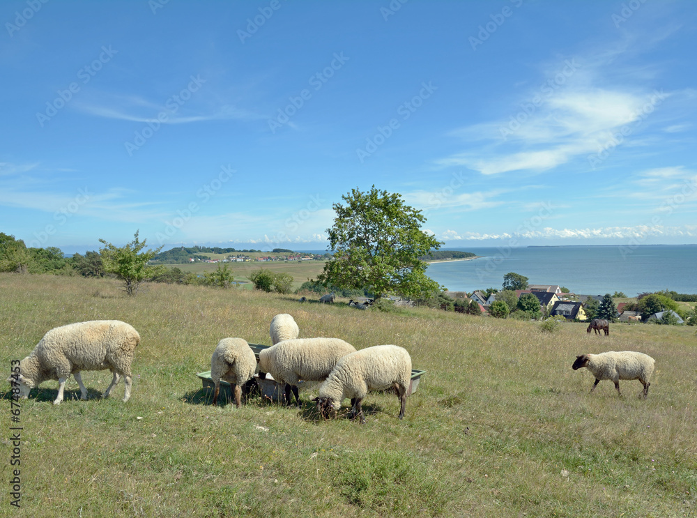 Naturschutzgebiet Mönchgut auf der Insel Rügen bei Klein Zicker Naturschutzgebiet Mönchgut auf der Insel Rügen bei Klein Zicker