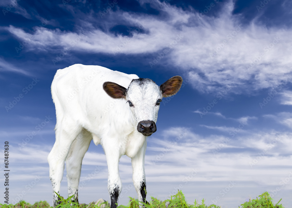 Fototapeta premium Baby Longhorn Calf