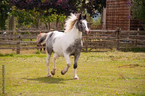 Pinto horse running