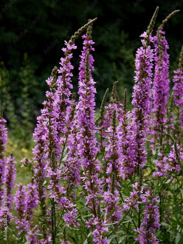 Obraz premium flowers of purple loosestrife