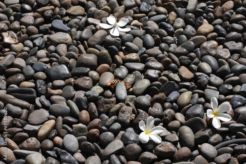 Pulmeria flower on black stones Pulmeria flower on black stones