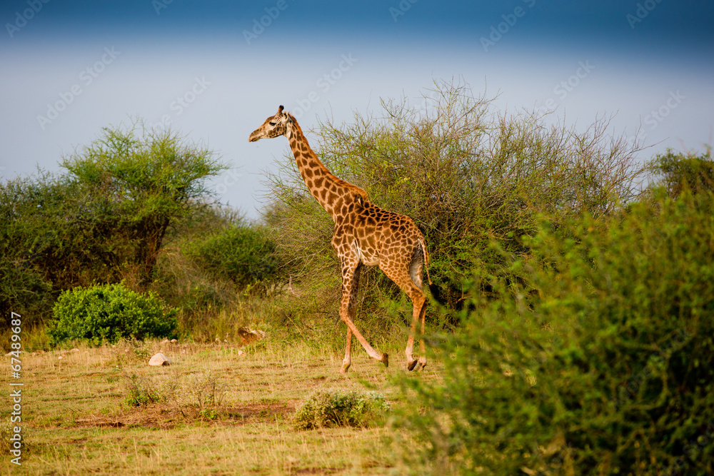 Obraz premium Giraffe in African bush