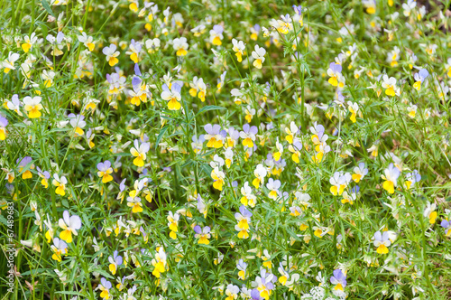 Viola tricolor background