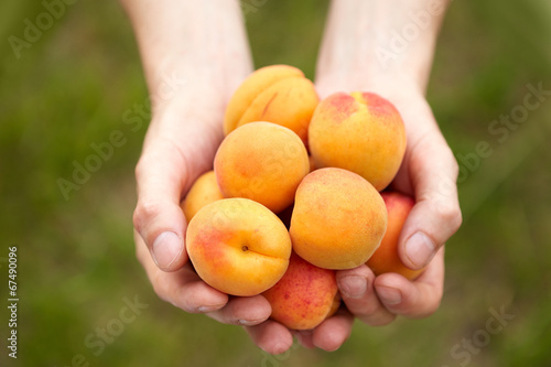 Male hands holding apricots