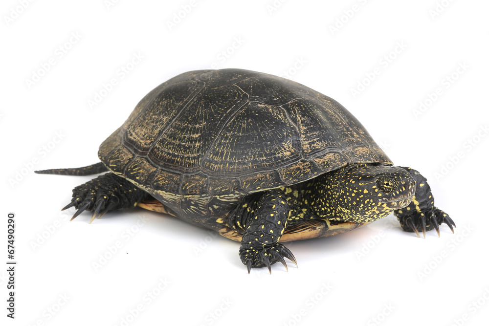 turtle turtle