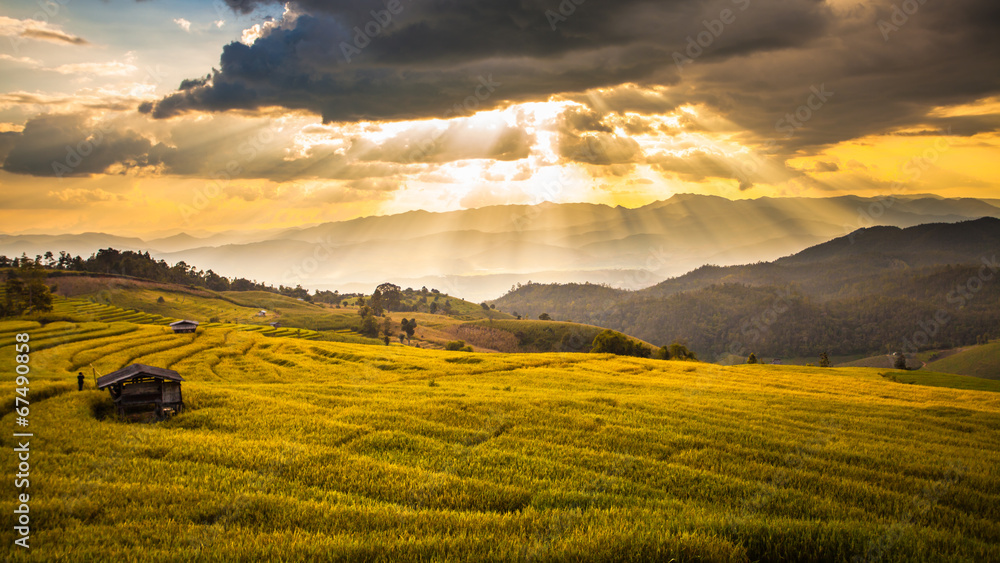 Obraz premium Rice fields on terraced