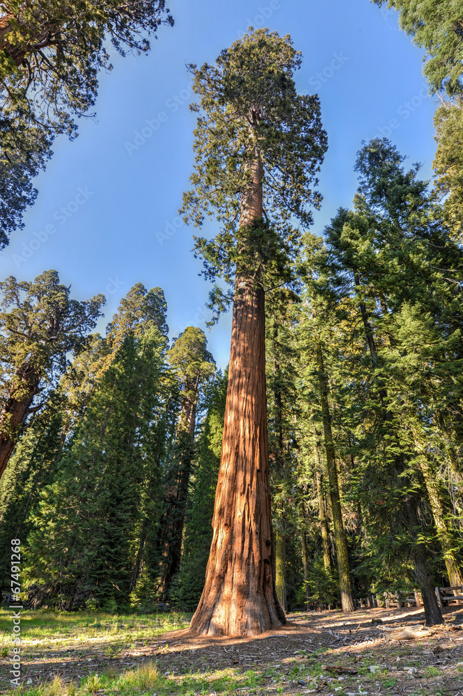 Fototapeta premium Sequoia National Park