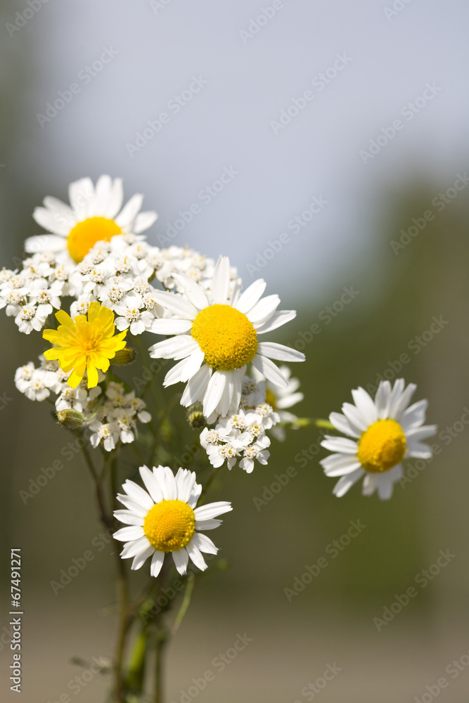 Fototapeta premium Wild daisies