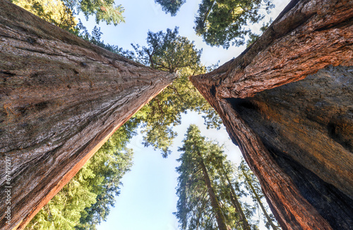 Dekoracja na wymiar  sequoia-national-park