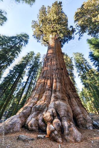 General Sherman Sequoia Tree photo