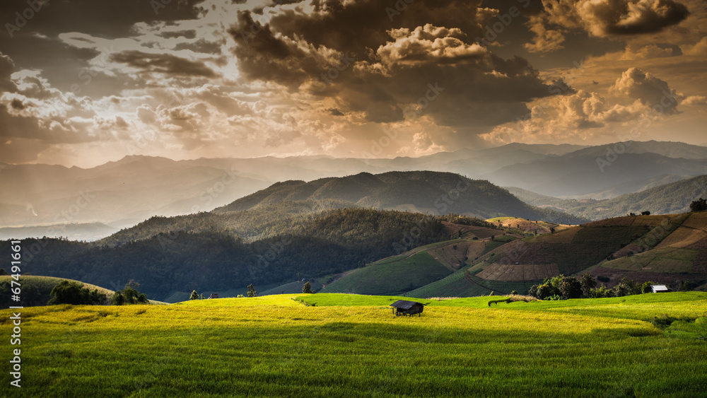 Obraz premium Rice fields on terraced