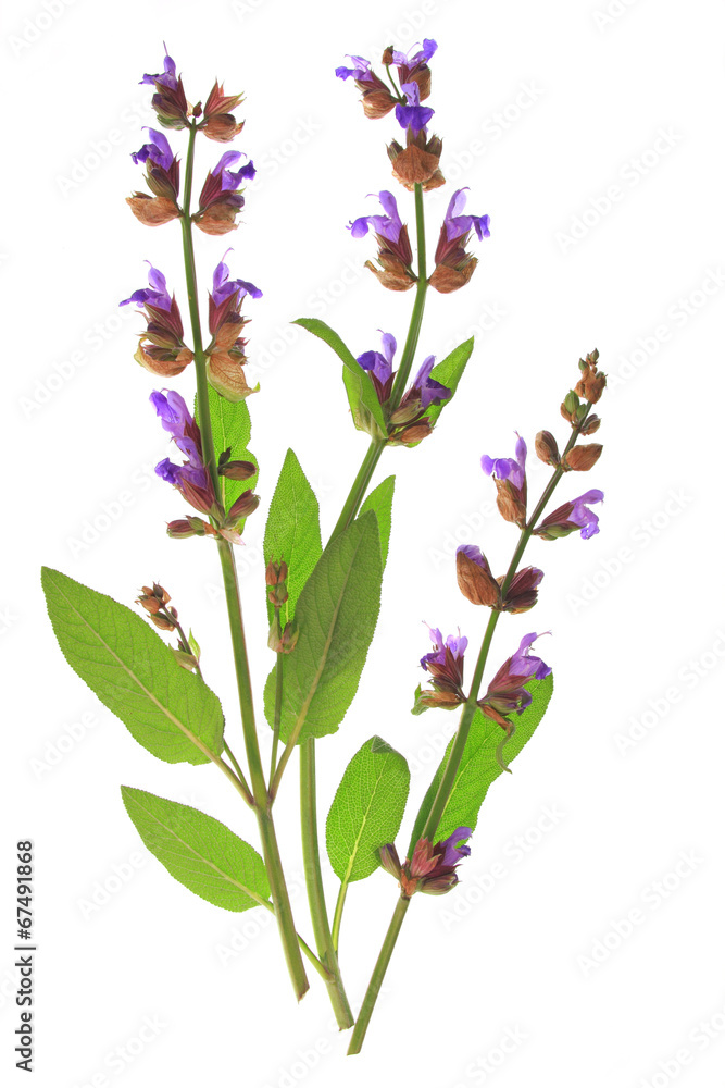 Obraz Sage Salvia officinalis