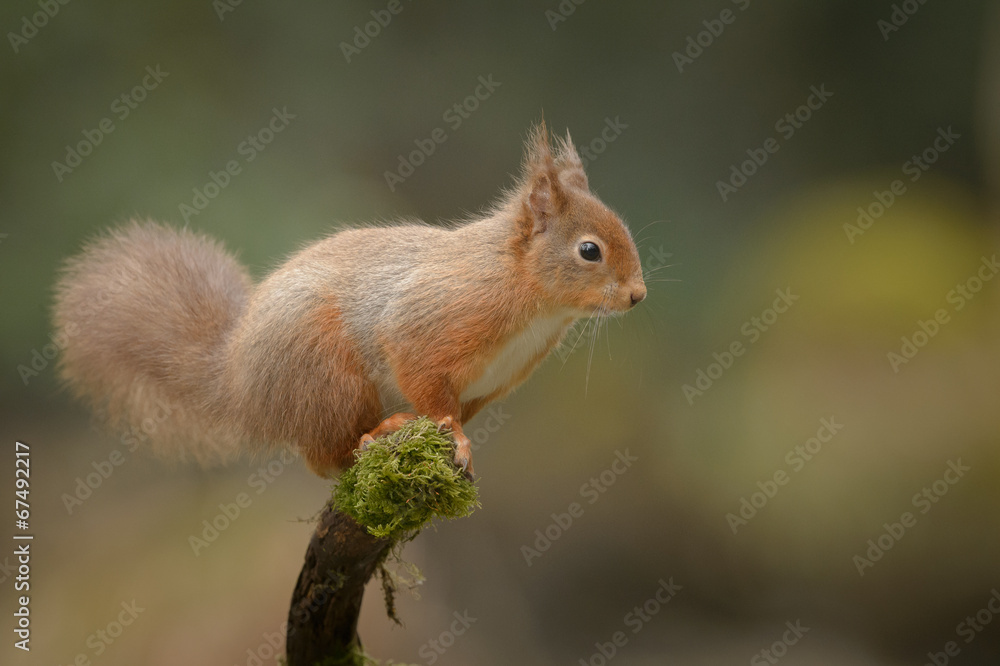 Alert Red Squirrel Alert Red Squirrel