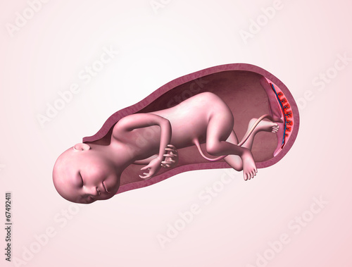 Baby in womb