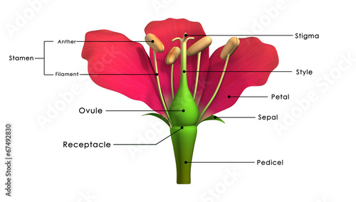 Parts of a flower