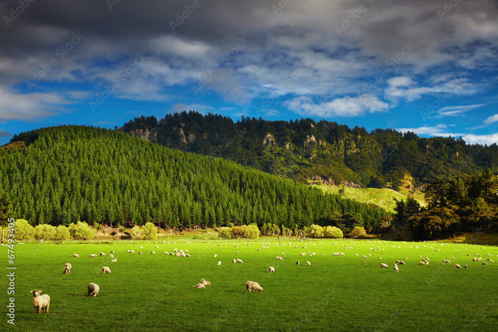 New Zealand landscape, North Island