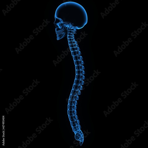 Skull with spinal cord