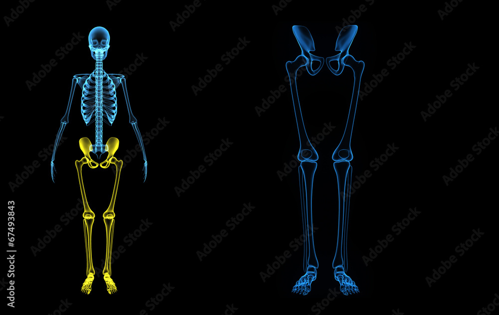Hip joint with legs Hip joint with legs